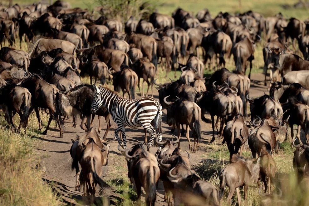 Зебру гну. Смесь зебры и антилопы. Зебра и антилопа гну едят траву. Антилопа гну в саванне. Зебру гну.