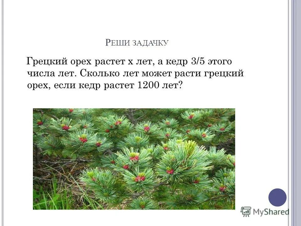 что такое задача в математике. возраст детей. ель, сосна, кедр, лиственница, пихта, ольха. ревень гобийский. дерево кедр cedrus.