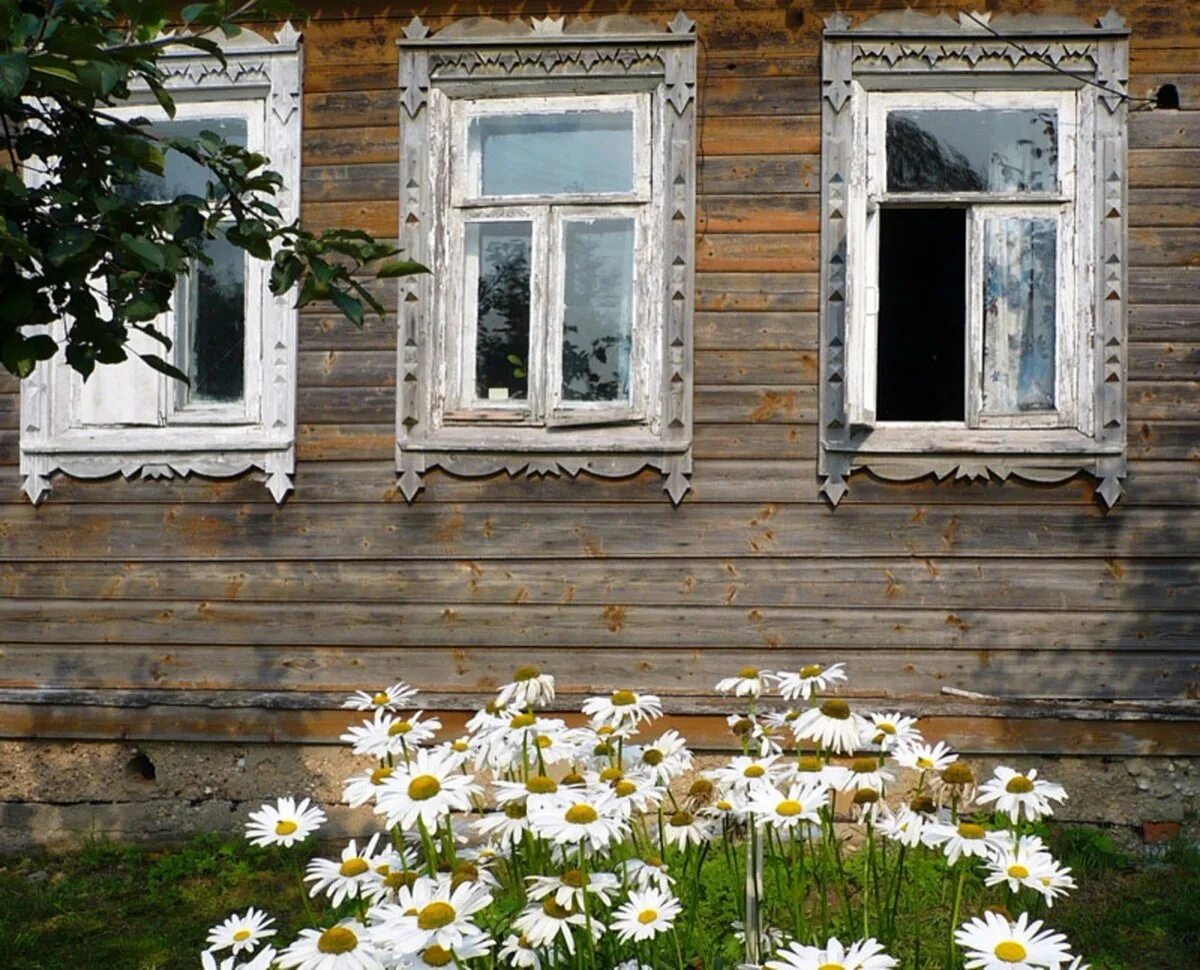 Космея Бабушкин палисадник. Деревенский домик. Окно в деревне. Ромашки в деревне.