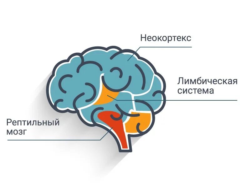 Строение мозга рептильный мозг. Неокортекс лимбическая система и рептильный мозг. Мозг структура лимбический рептильный неокортекс. Теория Триединого мозга пола Маклина. Рептильный мозг неокортекс