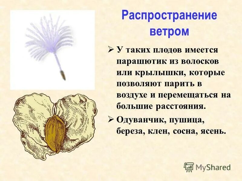 Плоды распространяемые ветром