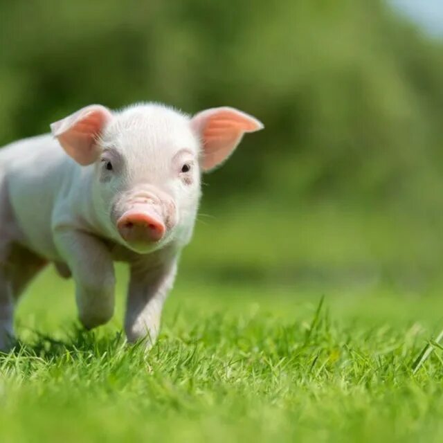 Антивирус звук свиньи. Свинья. Как звучит свинья. Свинья смеется. Хрюканье свиньи.