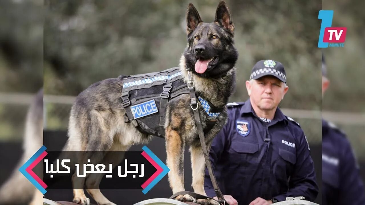 Собака в форме человека. Немецкая овчарка k9. Police k9 немецкая овчарка. Бельгийская овчарка кинолог. Джерман Шеппер овчарка.