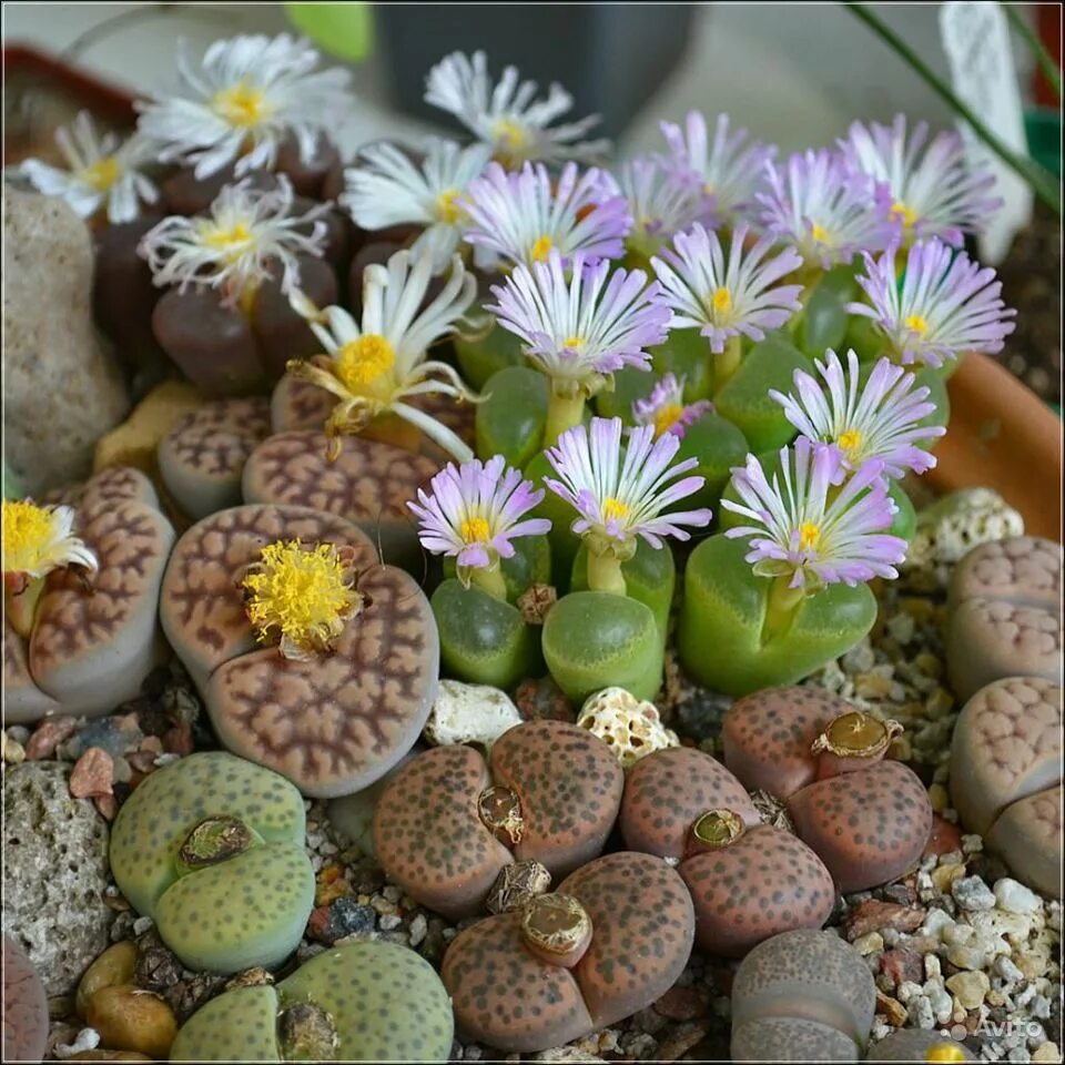 каменные цветы литопсы. литопсы цветут. литопс франца. цветущие камни литопсы. литопсы кельты.