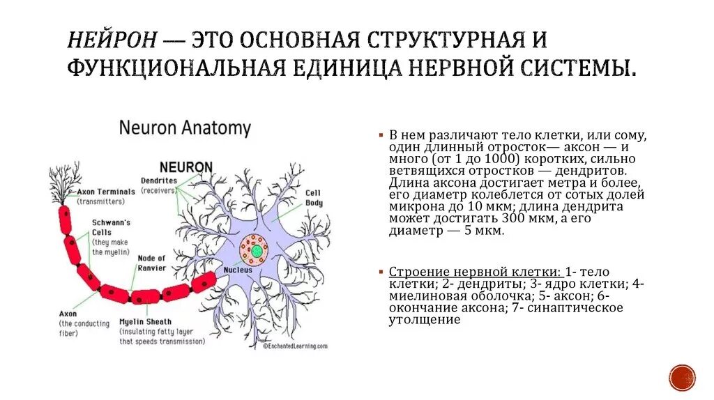 Нейрон структурно функциональная единица. Нейрон структурная и функциональная единица нервной системы. Функционально-структурная единица - Нейрон.. Нейрон основная структурная единица нервной системы.