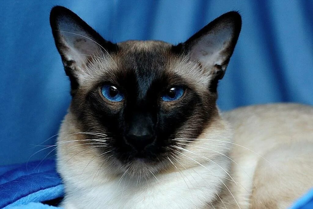 Фотографии кошек породы сиамских кошек. Балинезийская кошка. Сиамская Балинезийская кошка. Балинезийская балийская кошка. Балинез Балинезийская кошка.