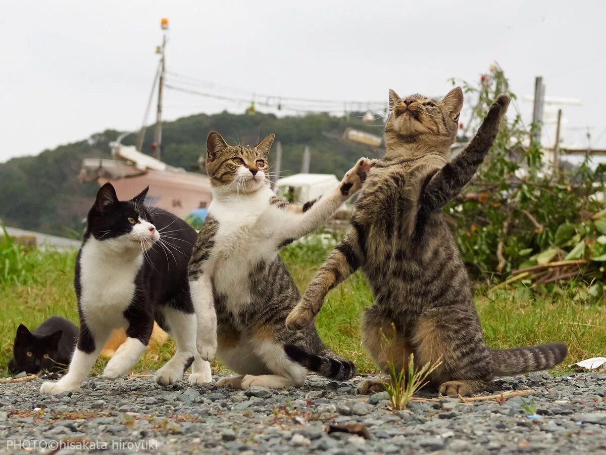 Включи фотографию котов. Три кошки. Трое котов. Четыре кота. Три смешных кота.