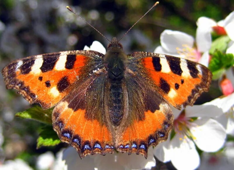 Название бабочек для детей. Бабочка крапивница. Весенние бабочки названия. Видео про бабочек.