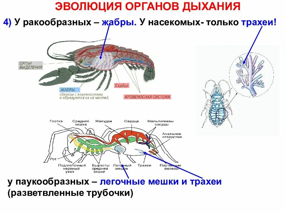 Легочные мешки у ракообразных