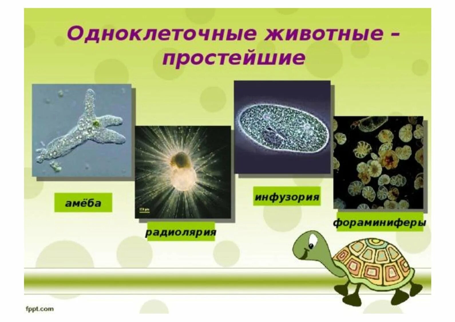 Кто был после простейших. Одноклеточные животные. Одноклеточные организмы. Простейшие одноклеточные животные. Одноклеточные организмы животные.