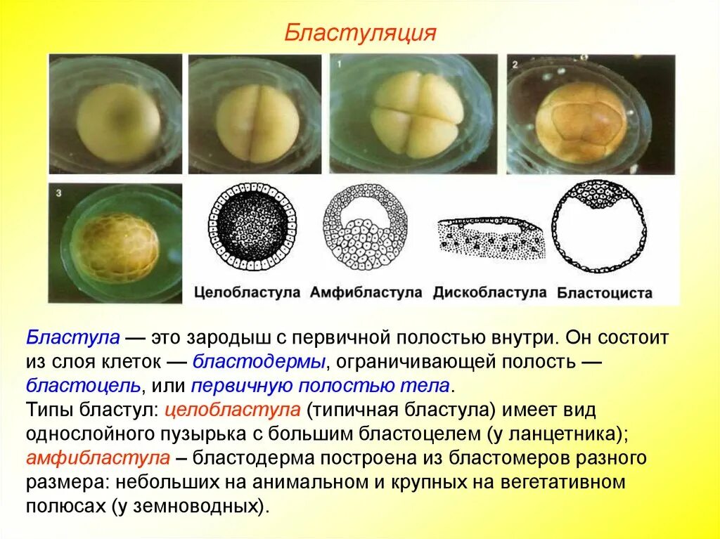 Процесс деления оплодотворенной яйцеклетки без последующего увеличения