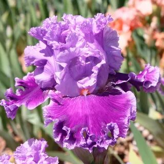 Bzigo iris