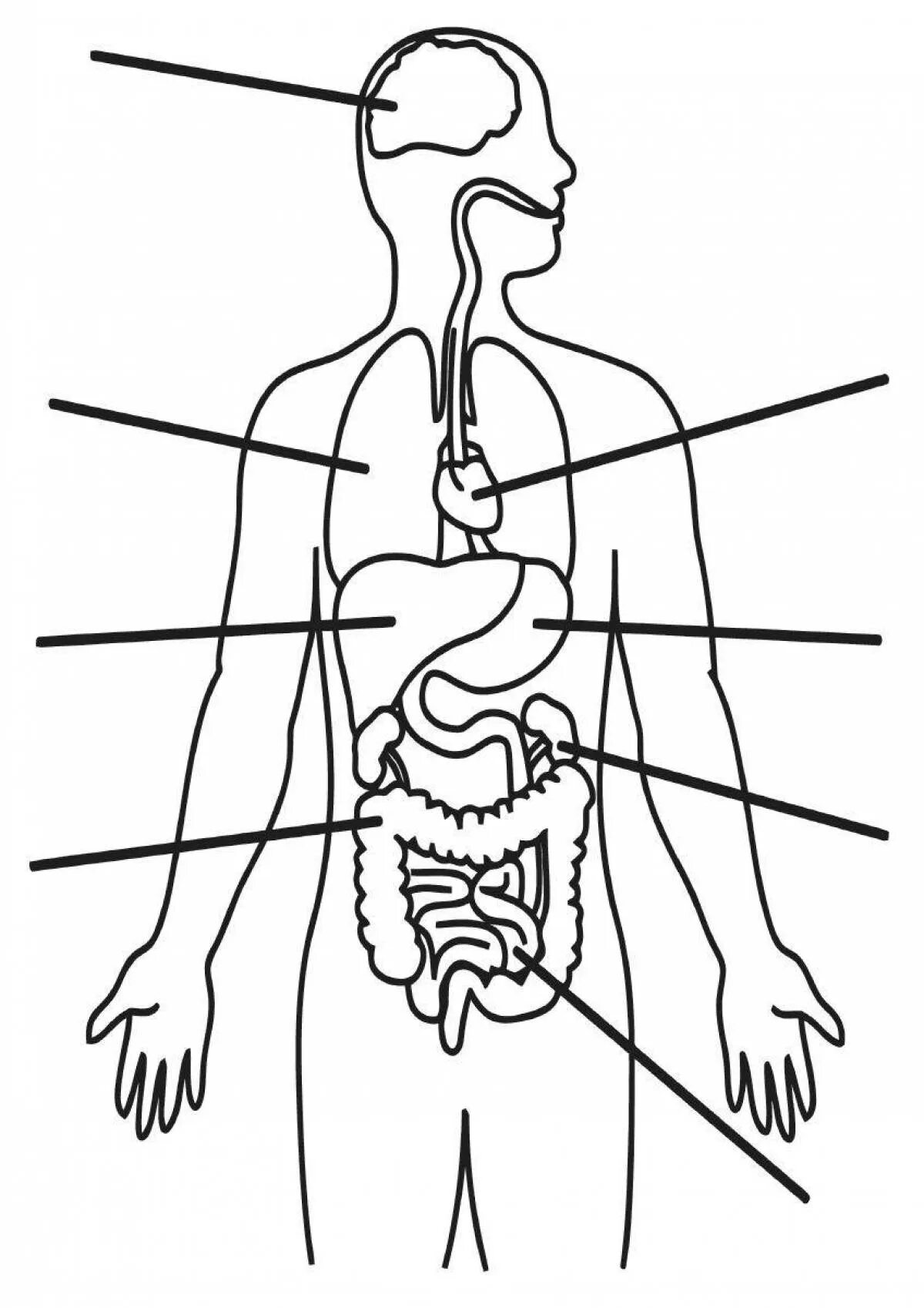 Организм человека раскраска. Силуэт человека с внутренними органами. Органы человека схема. Раскраска внутренние органы человека для детей. Упражнения пищеварительная система