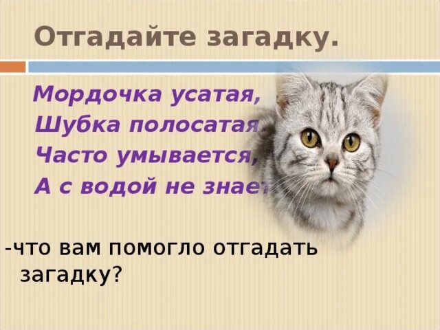 Часто умывается а с водой не знается. Мордочка усатая шубка полосатая часто умывается. Мордочка усатая шубка. Мордочка усатая шубка полосатая загадка.