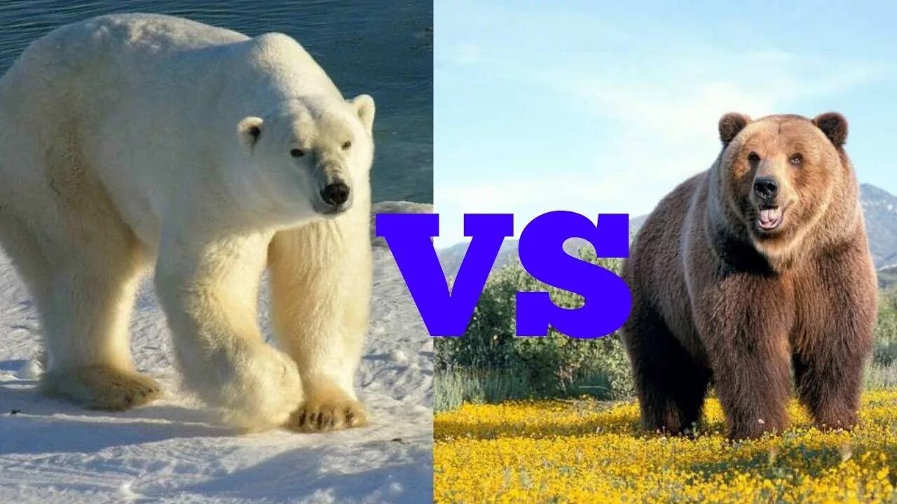 Медведь Гризли против белого медведя. Полярный медведь против Гризли. Бурый медведь против Гризли. Белый медведь против Гризли.