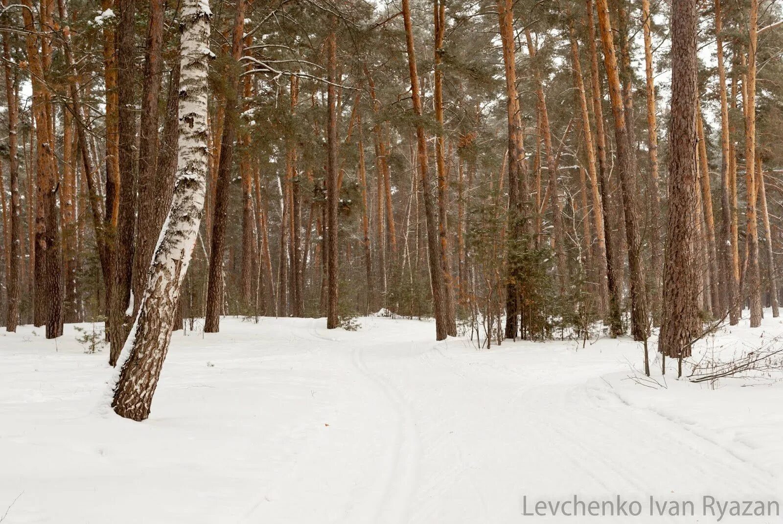 Солотча парк. Лысая гора Солотча Рязань. Лысая гора Солотча зима. Лысая гора Солотча зимой. Лысая гора Солотча Рязань зимой.