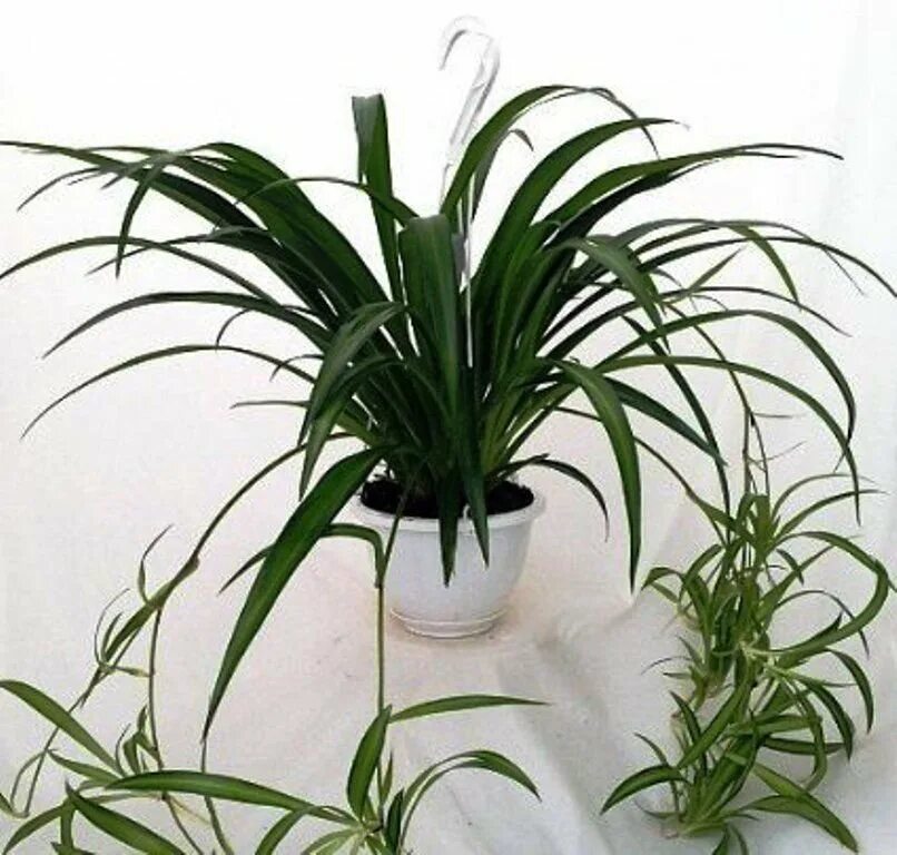 Юкка трекуля. Неомарика листья. Пальма рео. Бильбергия цветок комнатный. Цветы с прямыми листьями.