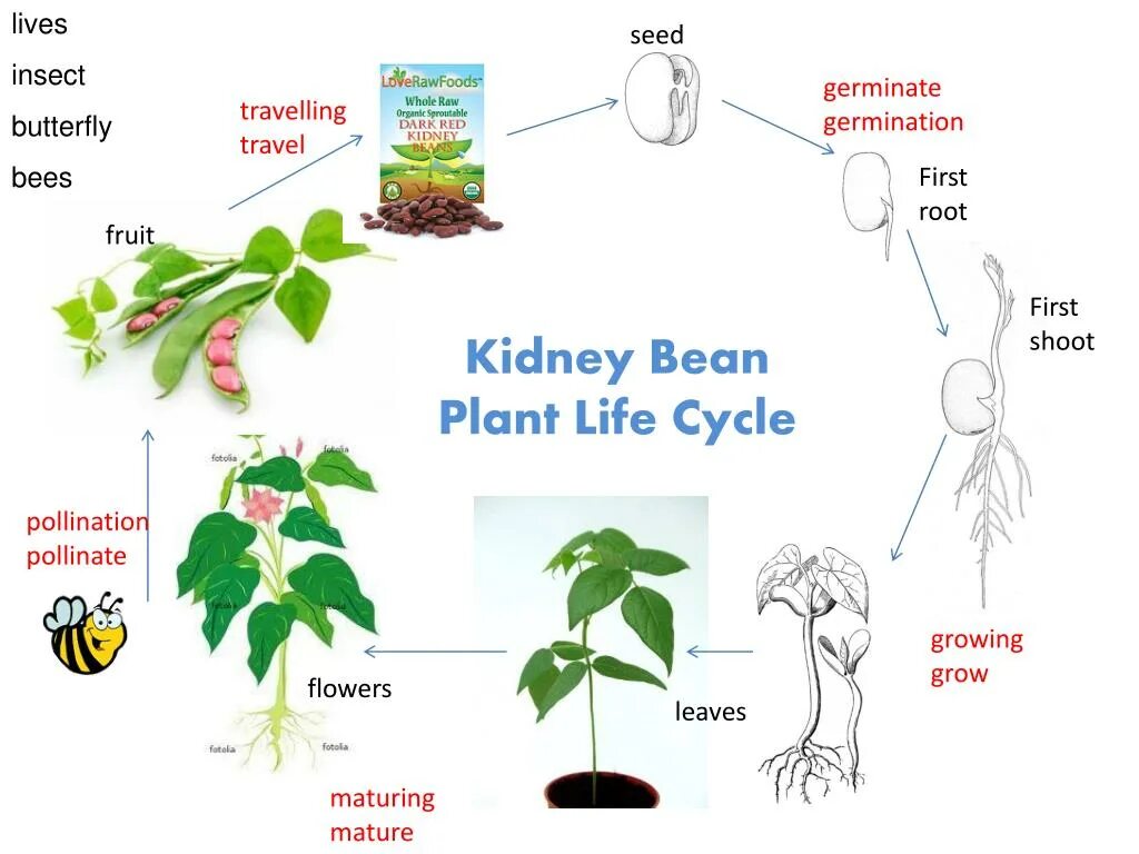 Plant Life Cycle. Plant Life Cycle germination. The Life Cycle of a Bean Plant. Germination process. Plant cycle