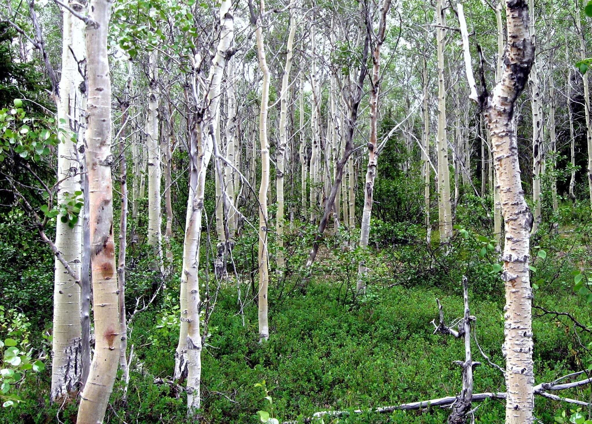 В отдельных местах леса где. Дерево осина Осиновая роща. Осина Сибирская. Осина Лесная. Осиновая роща деревья.