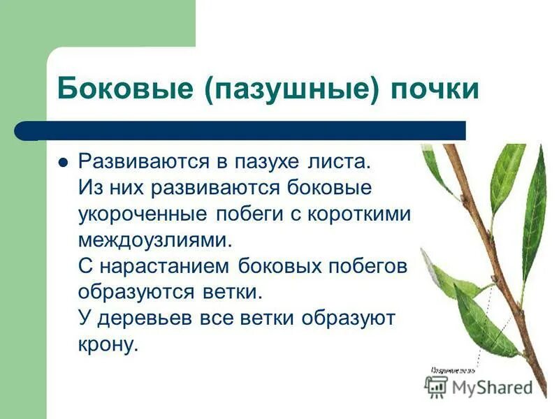 Типы расположения почек на побеге. Стебель, почки, лист, междоузлие. Побег узел междоузлие пазуха листа. Строение побега растения. В пазухе листьев пазушные почки или.