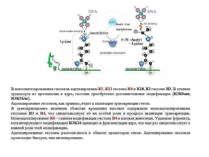 Связана с белками гистонами. Химические модификации гистонов. Посттрансляционная модификация гистонов. Посттрансляционные модификации белков гистонов. Гистоны формула.
