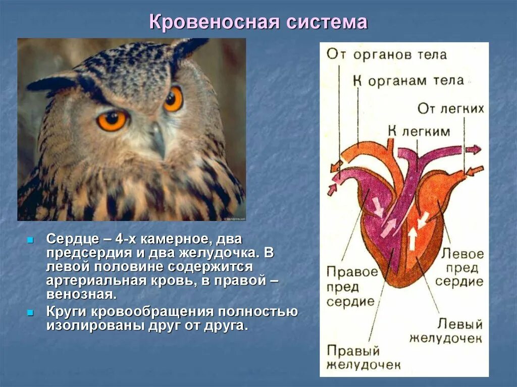 Кровеносная система. Какую работу выполняет кровеносная система. Кровеносная система 6 класс биология. Какую роль играет кровеносная система.