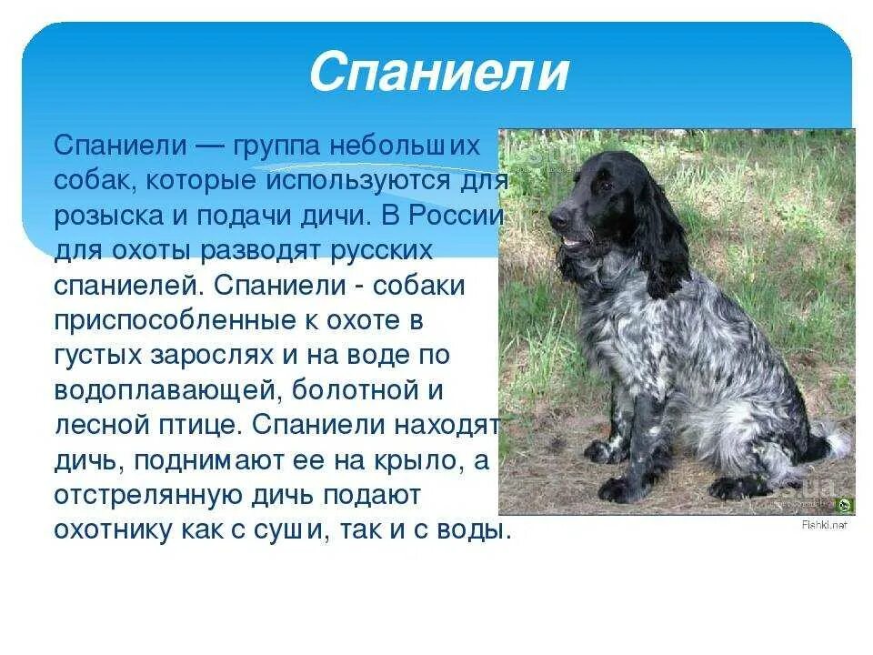 Филд спаниель. 2. Русский кокер спаниель описание. Кокер спаниель охотничья собака. Порода спаниель описание породы отзывы.