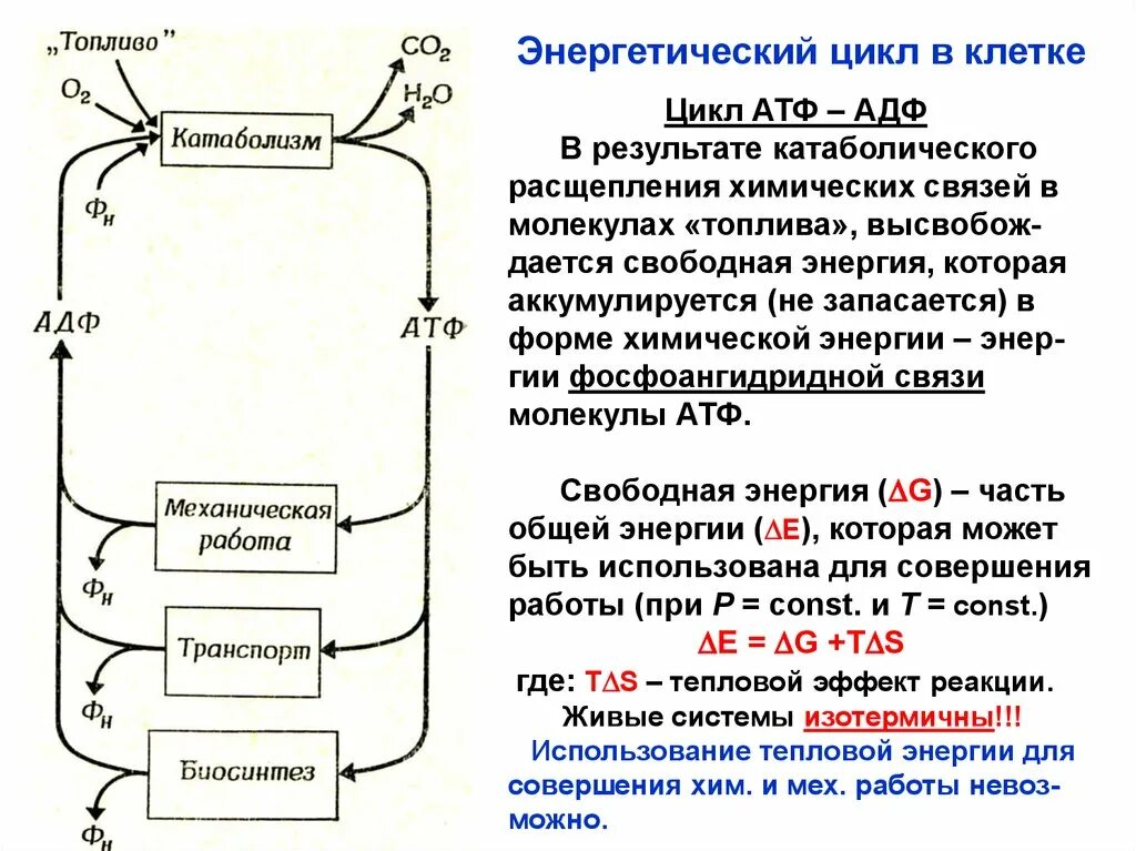 В атф заключено энергии. Цикл АДФ АТФ биохимия кратко. 2. Макроэргические соединения. Цикл АДФ - АТФ. Охарактеризуйте цикл АДФ-АТФ.