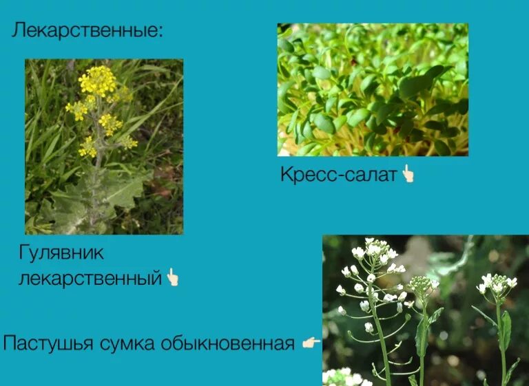 Почему пастушью сумку дикую