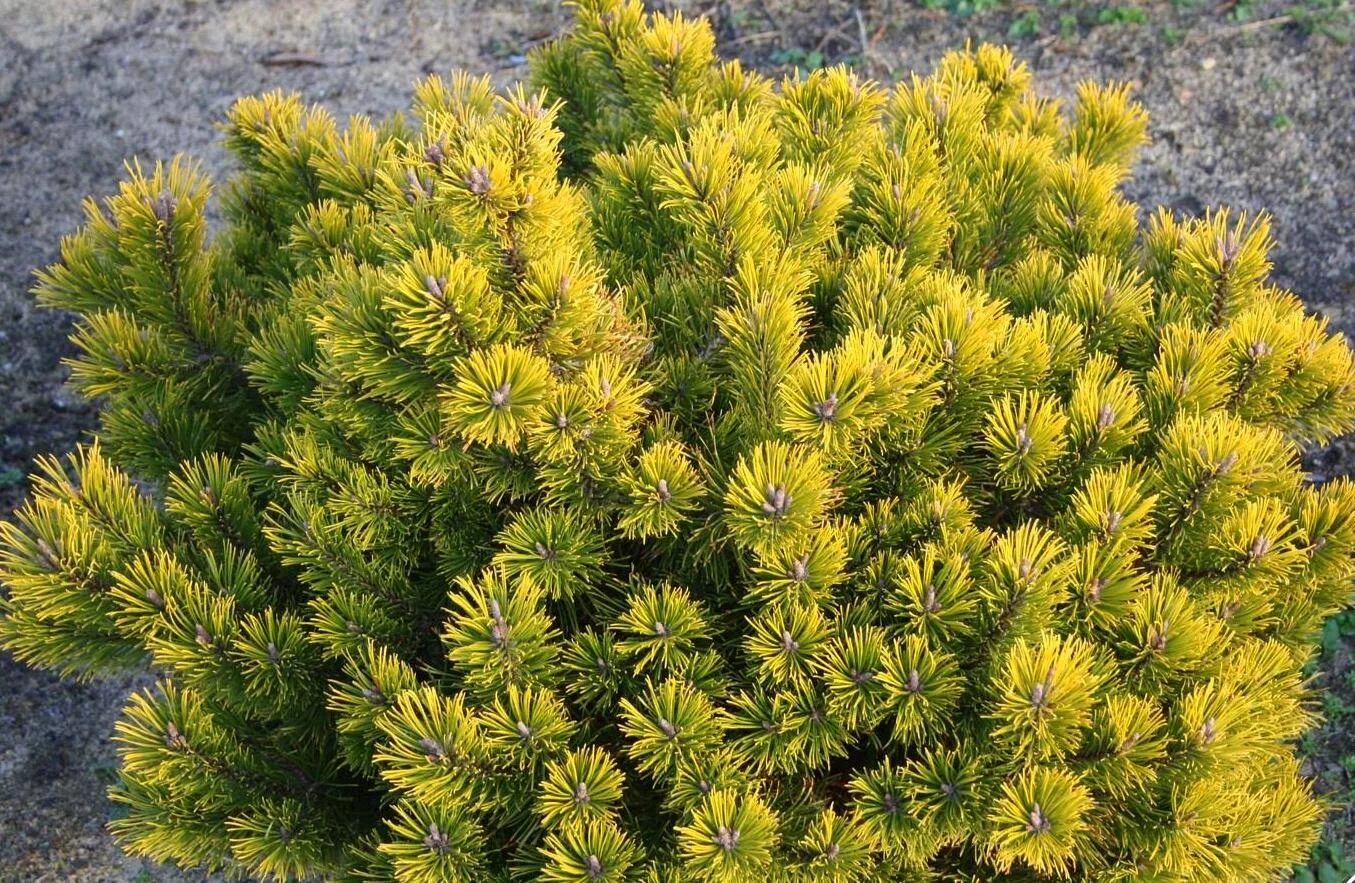 Куплю голд стар. Pinus mugo GOLDSTAR. Сосна Горная Пинус Муго. Сосна Горная Pinus mugo. Сосна Горная little GOLDSTAR.