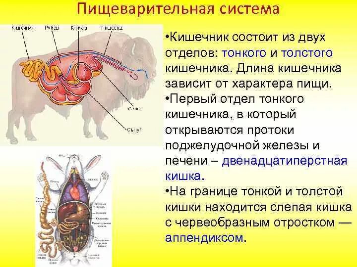 Последовательность процессов пищеварения у млекопитающих. Отделы кишечника млекопитающих. Пищеварительная система толстый кишечник. Кишечник млекопитающих. Пищеварение в кишечнике у животных.