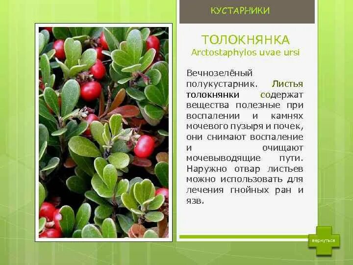 Листья толокнянки для чего