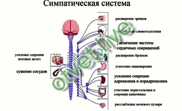 Сужение сосудов нервная система. Симпатическая нервная система бронхи расширяет. Увеличена симпатическая система-. Парасимпатическая система бронхи. Отдел вегетативной нервной системы расширение зрачка.