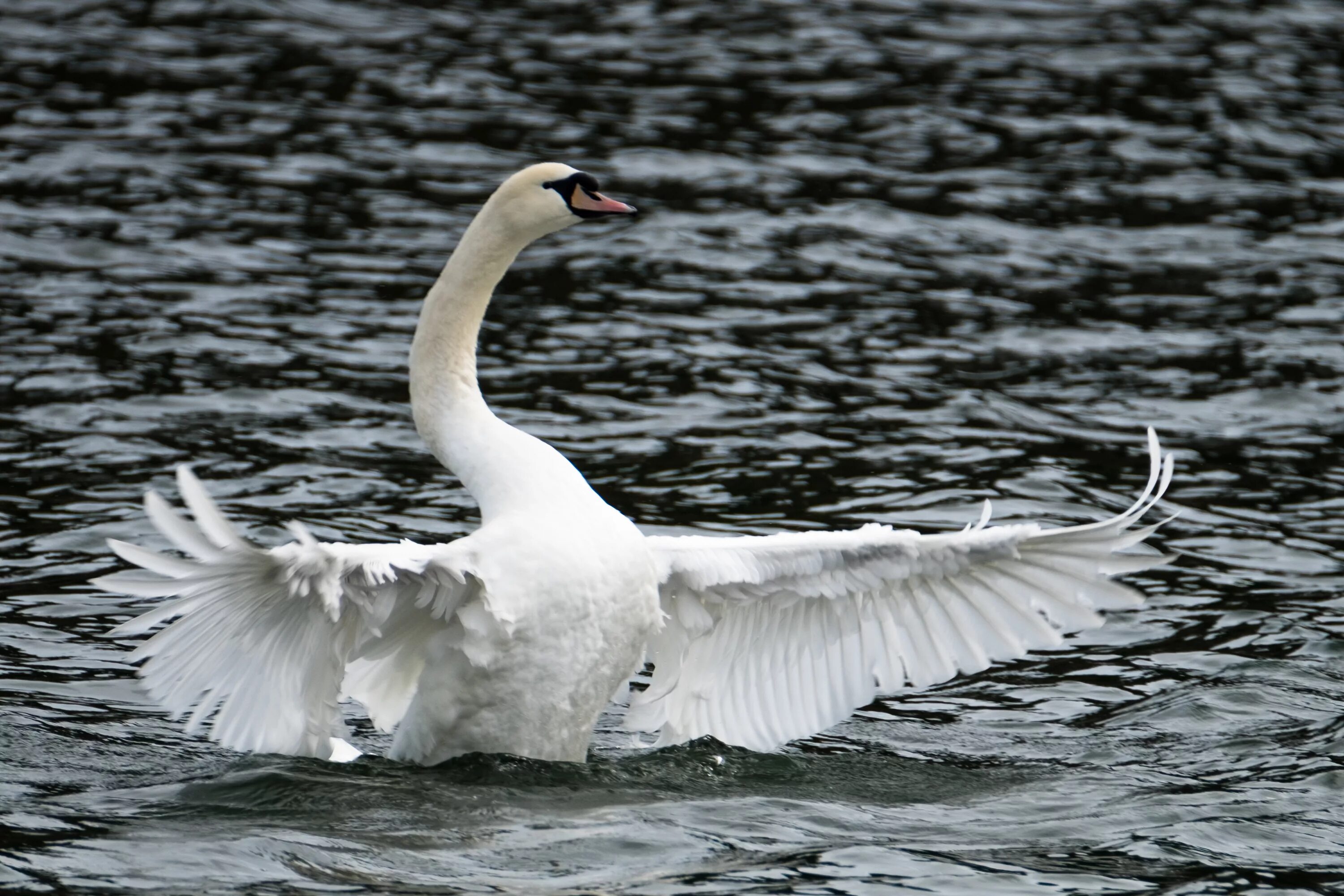 Лебединое озеро орел. Белый лебедь шипун. Лебедь шипун расправил Крылья. Лебедь шипун и черный лебедь. Лебединое озеро белый лебедь.