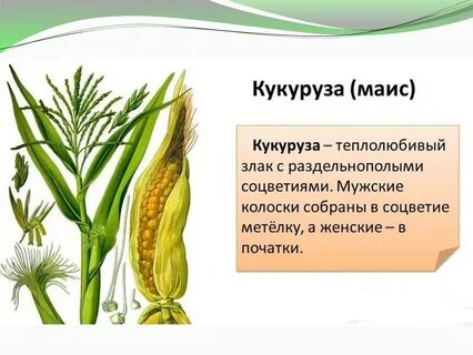 Какие признаки характерны для кукурузного поля