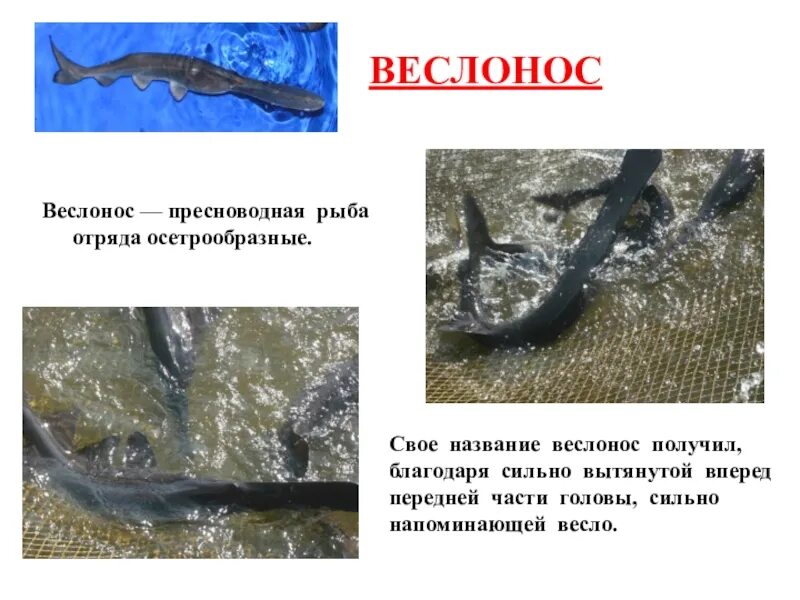 Презентация по теме отряд полужесткокрылые клопы. Расскажи чем удивительны земноводные. Рыба веслонос схема. Свое название получили благодаря своей. Свое название получили благодаря своей.