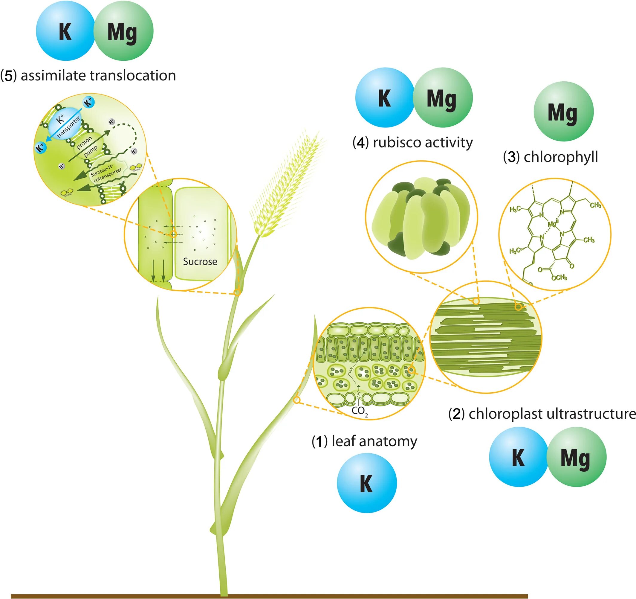 Алоэ фотосинтез. Иммунитет растений. Translocation in Plants. Magnesium Plant. The role of potassium in Photosynthesis.
