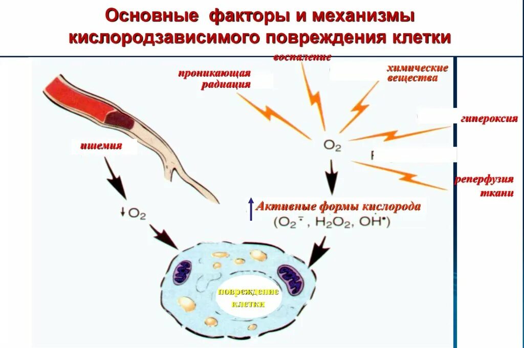 Тест повреждение клетки. Основные механизмы патологии клетки. Повреждение клетки. Общие механизмы повреждения клетки. Схема повреждения клетки.