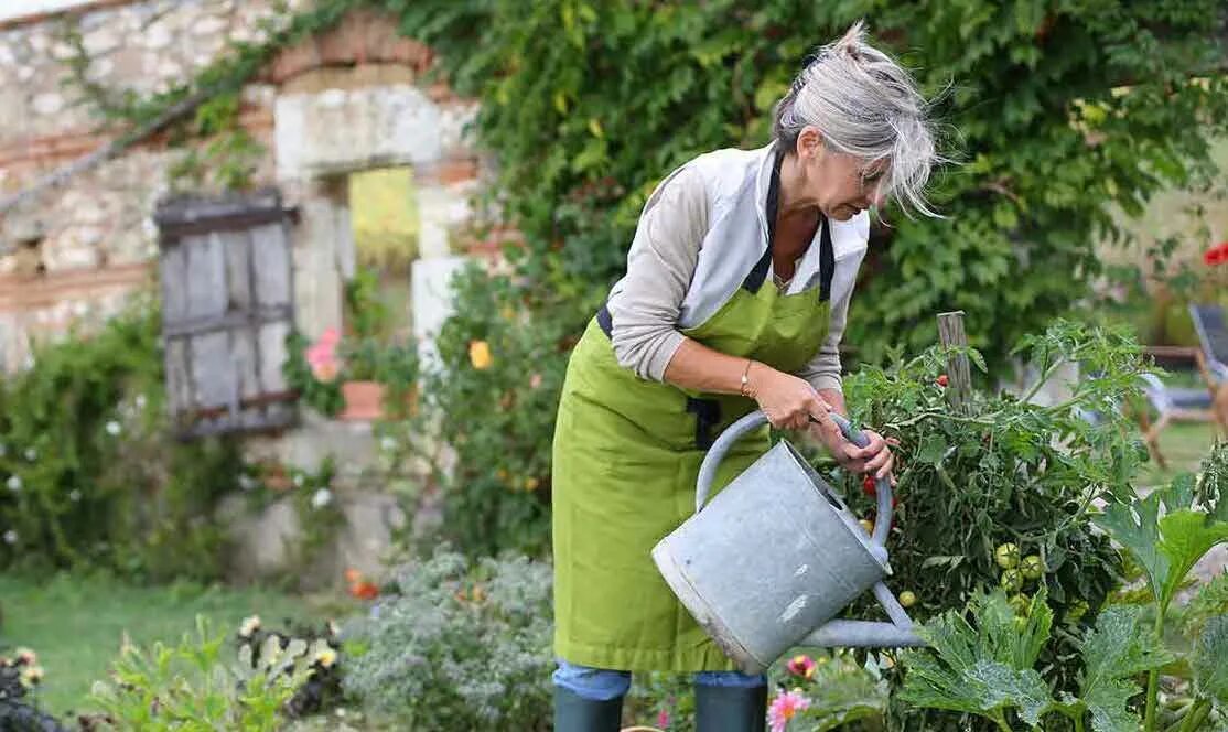 Дачу собирает. Дачу собирает. Сбор урожая. Цветоводство в саду. Сбор малины.