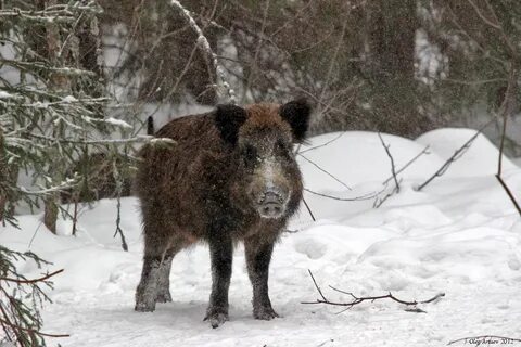 Животные яранск