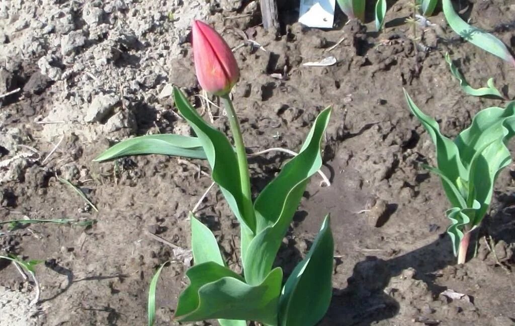 Подкормка тюльпанов весной для цветения. Росток тюльпана. Тюльпаны весной. Всходы тюльпанов. Тюльпаны всходят.
