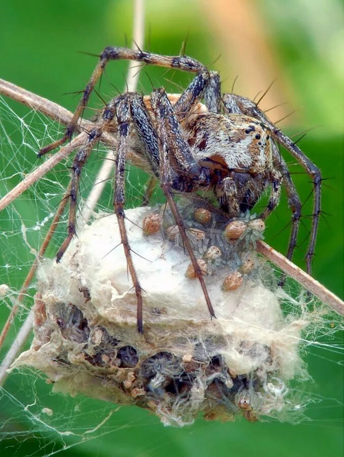 Почему появляются пауки. Паучата тарантула. Южнорусский Тарантул с паучатами. Гнездо паука тарантула.