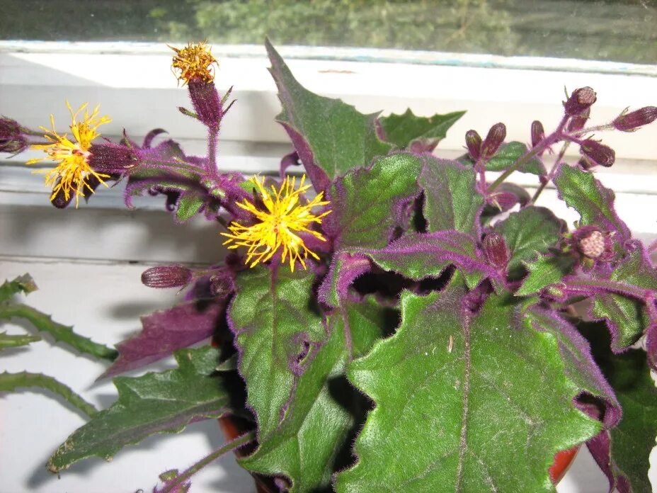 Gynura aurantiaca, Purple Velvet Plant, Purple Passion Plant Reproduccion de pla