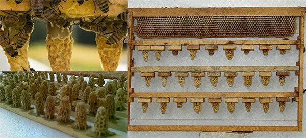 Когда появляются маточники. Матководство вывод маток. Искусственные маточники пчел. Искусственный пчелы матка. Маточник на рамке.