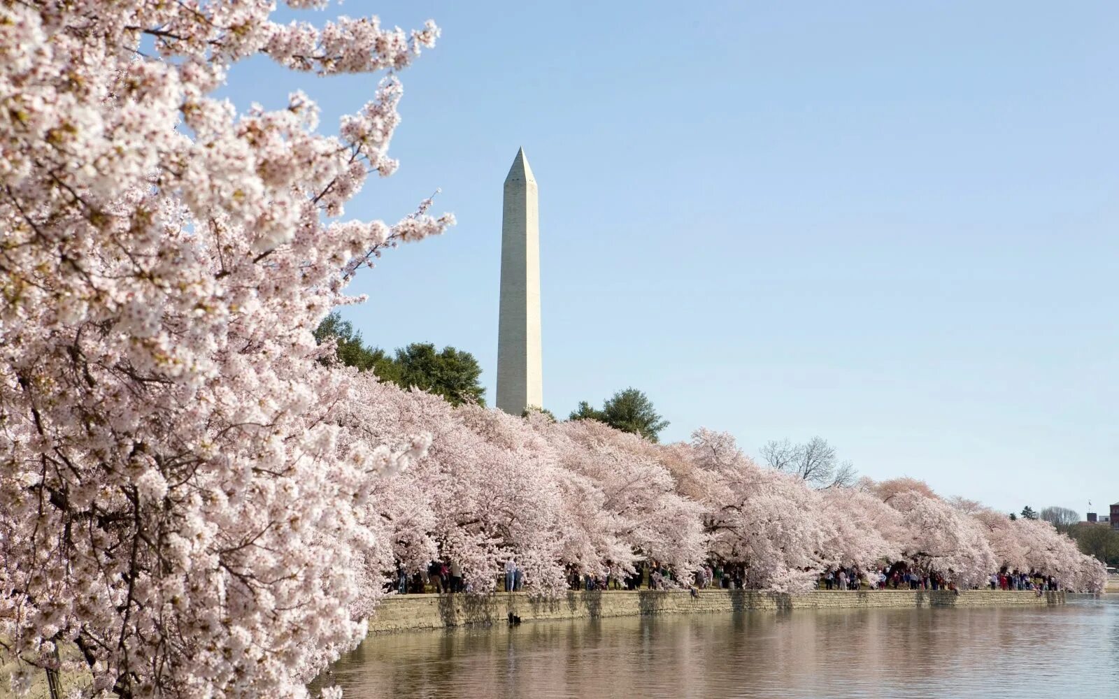 Сакура бассейн. The Cherry Blossom Festival Вашингтон. Вашингтон Колумбия Сакура. Cherry Blossom Washington DC. Цветёт Сакура в Вашингтоне.