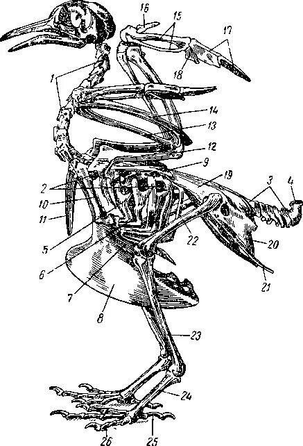 Отделы скелета голубя. Скелет птицы позвонки. Скелет птицы строение позвоночника. Скелет голубя спереди.