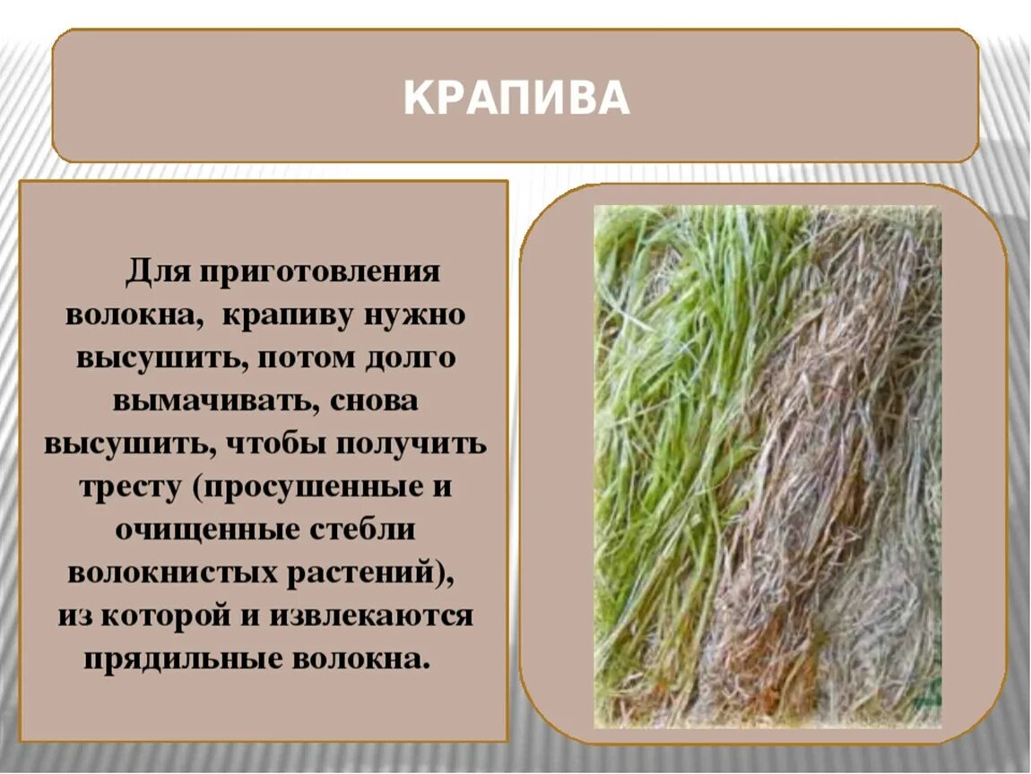 Лен растительного происхождения. Ткань из крапивы рами. Ткани из волокон растительного происхождения. Волокнистые растения. Растения для производства тканей.