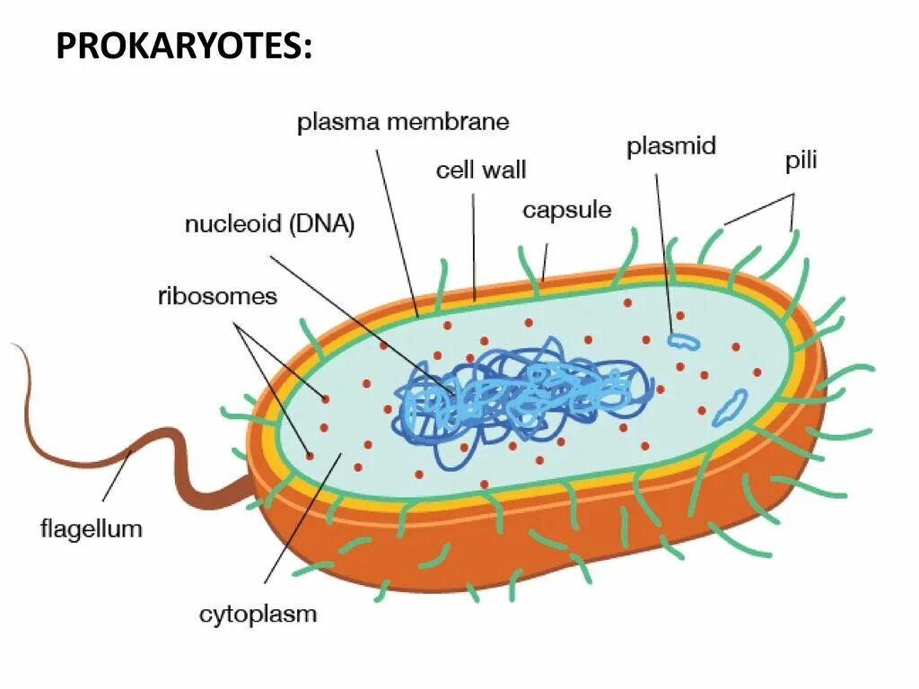 Прокариоты где. Строение бактериальной клетки прокариот. Прокариотическая клетка bacteria. Прокариотическая клетка бактерии строение. Prokaryotic and eukaryotic Cells.