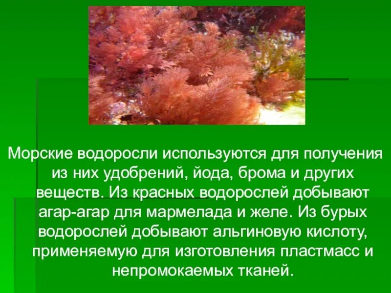 Красные водоросли биология. Красные водоросли с йодом. Красные водоросли использование. Питание красных водорослей.