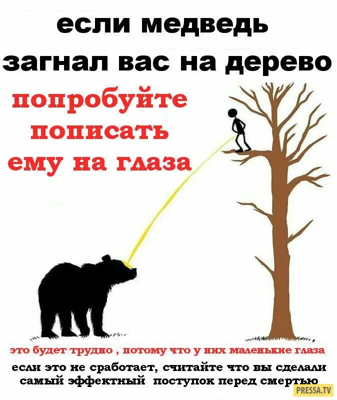 Что делать если встретил медведя. Если встретил медведя в лесу прикол. Что делать если напал медведь в лесу. Медведь загнал на дерево. Лезет реклама что делать